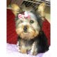 Yorkshire Terrier Welpen - Rüde