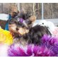 Yorkshire Terrier Welpen - Rüde