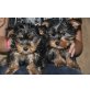 Yorkshire Terrier Welpen - Rüde