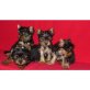 Yorkshire Terrier Welpen - Rüde
