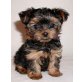 Yorkshire Terrier Welpen - Rüde