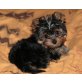 Yorkshire Terrier Welpen - Rüde