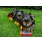Yorkshire Terrier Welpen - Rüde