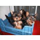 Yorkshire Terrier Welpen - Rüde