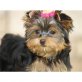 Yorkshire Terrier Welpen - Rüde