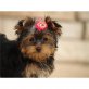 Yorkshire Terrier Welpen - Rüde
