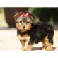 Yorkshire Terrier Welpen - Rüde