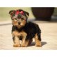 Yorkshire Terrier Welpen - Rüde