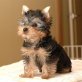 Yorkshire Terrier Welpen - Rüde