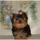 Yorkshire Terrier Welpen - Rüde