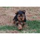 Yorkshire Terrier Welpen - Rüde