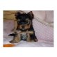 Yorkshire Terrier Welpen - Rüde