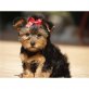 Yorkshire Terrier Welpen - Rüde