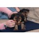 Yorkshire Terrier Welpen - Rüde
