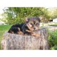 Yorkshire Terrier Welpen - Rüde