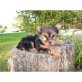 Yorkshire Terrier Welpen - Rüde