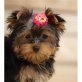 Yorkshire Terrier Welpen - Rüde