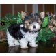 Yorkshire Terrier Welpen - Rüde