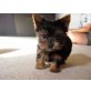 Yorkshire Terrier Welpen - Rüde