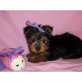 Yorkshire Terrier Welpen - Rüde