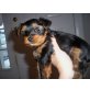 Yorkshire Terrier Welpen - Rüde