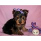 Yorkshire Terrier Welpen - Rüde
