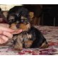 Yorkshire Terrier Welpen - Rüde