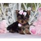 Yorkshire Terrier Welpen - Rüde