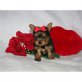 Yorkshire Terrier Welpen - Rüde