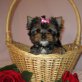 Yorkshire Terrier Welpen - Rüde