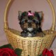 Yorkshire Terrier Welpen - Rüde