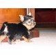 Yorkshire Terrier Welpen - Rüde