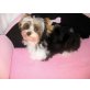 Yorkshire Terrier Welpen - Rüde