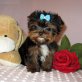 Yorkshire Terrier Welpen - Rüde