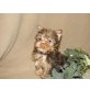 Yorkshire Terrier Welpen - Rüde