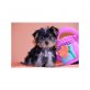 Yorkshire Terrier Welpen - Rüde