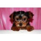 Yorkshire Terrier Welpen - Rüde