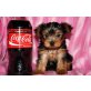 Yorkshire Terrier Welpen - Rüde