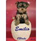 Yorkshire Terrier Welpen - Rüde