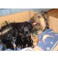 Yorkshire Terrier Welpen - Rüde
