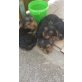 Yorkshire Terrier Welpen - Rüde