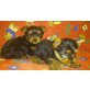 Yorkshire Terrier Welpen - Rüde