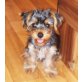 Yorkshire Terrier Welpen - Rüde