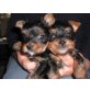 Yorkshire Terrier Welpen - Rüde