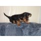 Yorkshire Terrier Welpen - Rüde