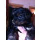 Yorkshire Terrier Welpen - Rüde