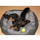 Yorkshire Terrier Welpen - Rüde