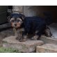 Yorkshire Terrier Welpen - Rüde
