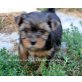 Yorkshire Terrier Welpen - Rüde