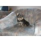 Yorkshire Terrier Welpen - Rüde